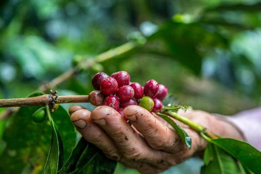 Unveiling the rich essence: Exploring the unique characteristics and cultivation of Robusta Coffee Beans